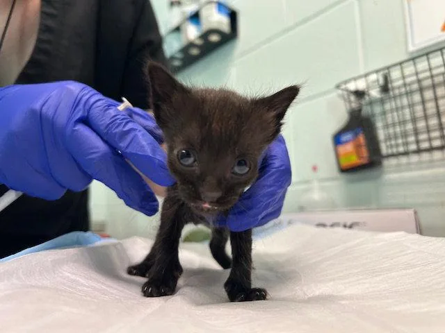 A baby small-sized male Black Domestic Short Hair cat named Troy for adoption in Tavares, FL