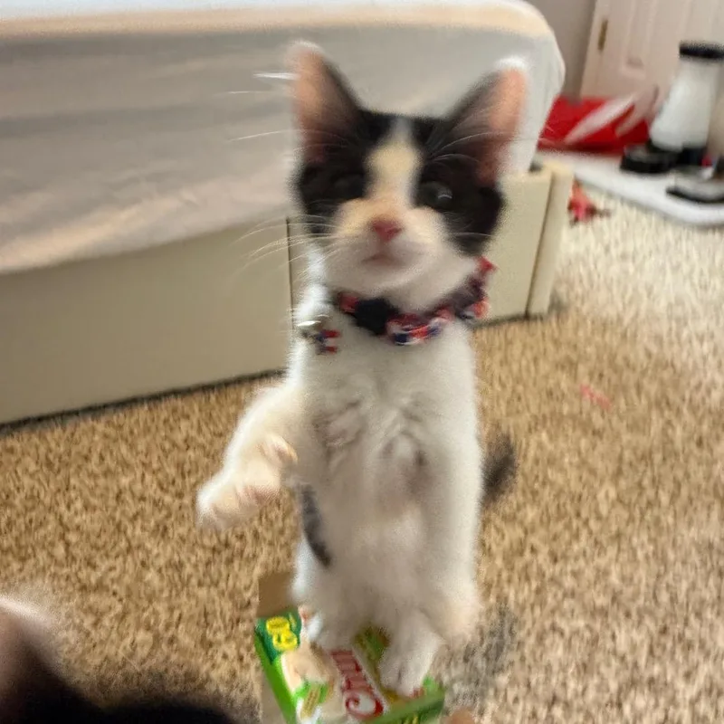 A baby small-sized female Black Domestic Short Hair cat named Professor Noodle for adoption in Frederick, MD