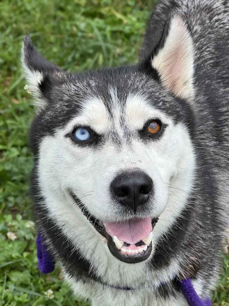 A young medium-sized female Black Siberian Husky dog named Saber for adoption in Anderson, IN