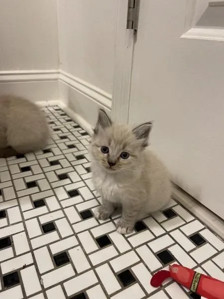 A baby medium-sized female Domestic Medium Hair cat named Rihanna for adoption in Madison, GA