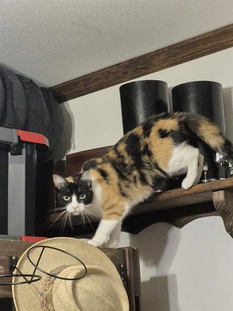 An adult medium-sized female Domestic Short Hair cat named Pena for adoption in San Antonio, TX