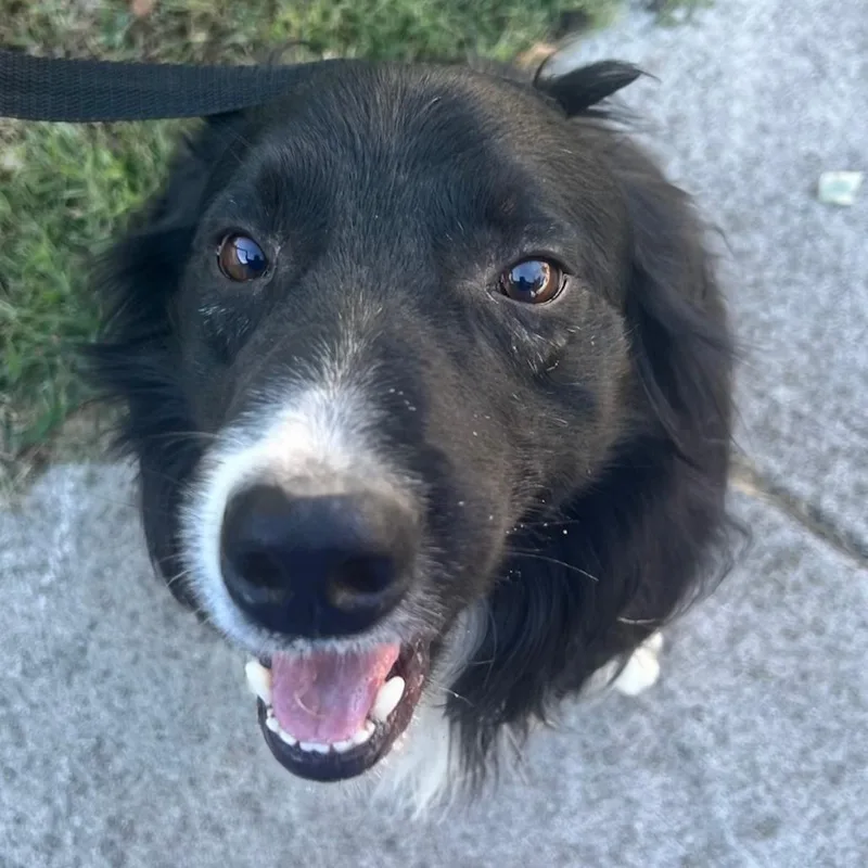 A senior small-sized male Border Collie dog named Creek for adoption in Rogersville, MO