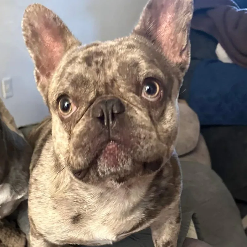 A young small-sized male Brown / Chocolate French Bulldog dog named Cheesy for adoption in Allen, TX