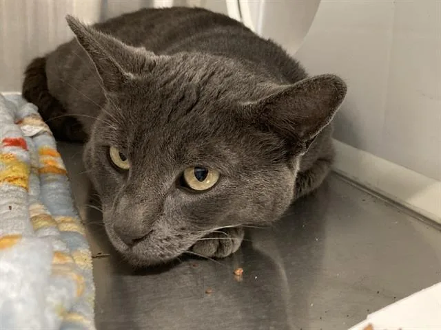 A young small-sized male Domestic Short Hair cat named Camper for adoption in Tustin, CA