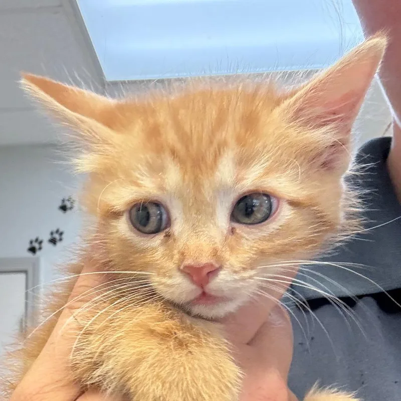 A baby small-sized female Domestic Medium Hair cat named Spin for adoption in Jacksonville, AR