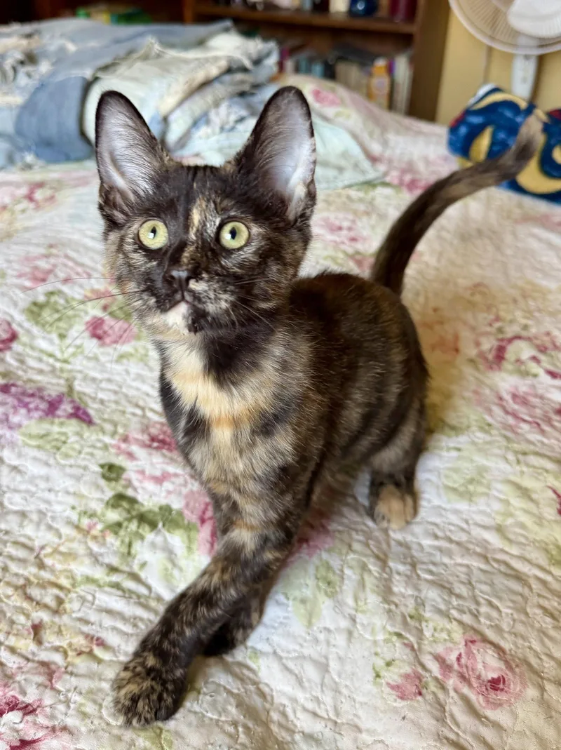 A baby medium-sized female Tortoiseshell cat named Smidge for adoption in San Jose, CA