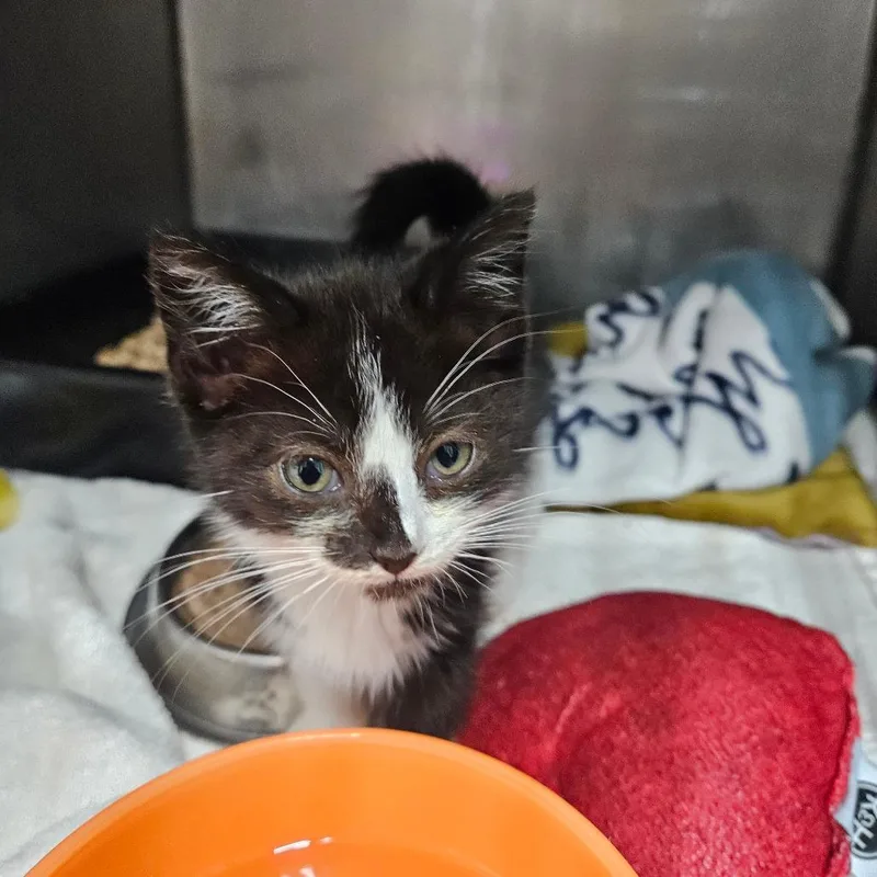 A baby small-sized female Black Domestic Short Hair cat named Lydia for adoption in Baltimore, MD