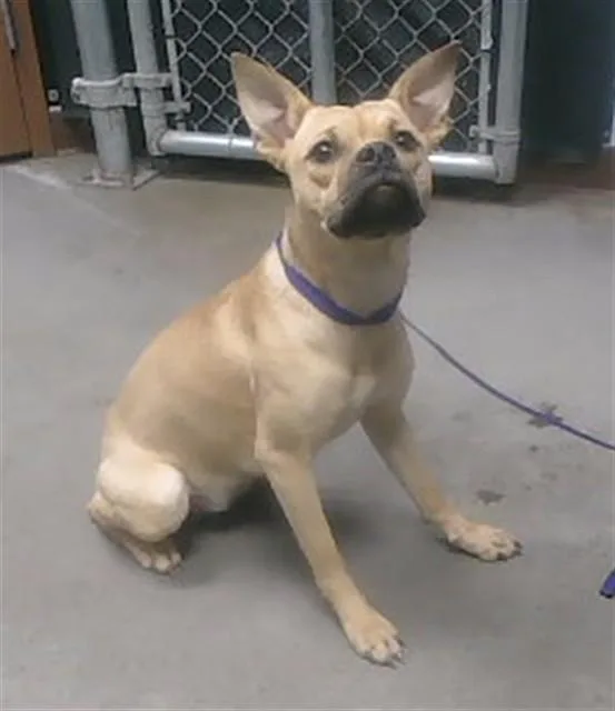 A young small-sized female Belgian Shepherd / Malinois dog named Lolli for adoption in Phoenix, AZ