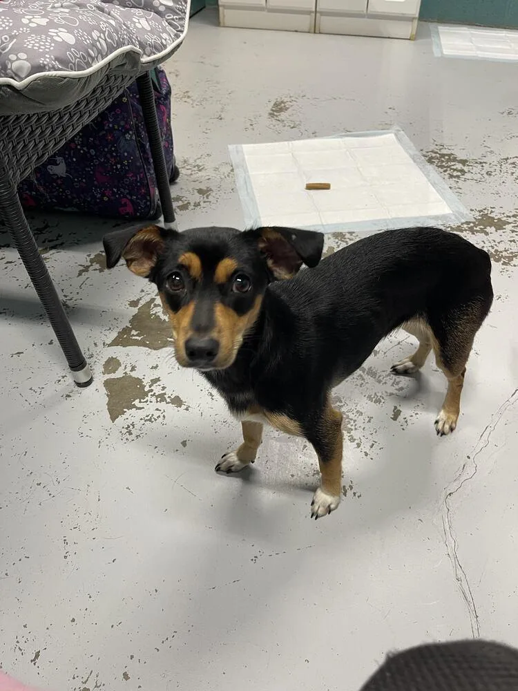 Olive thumbnail 2