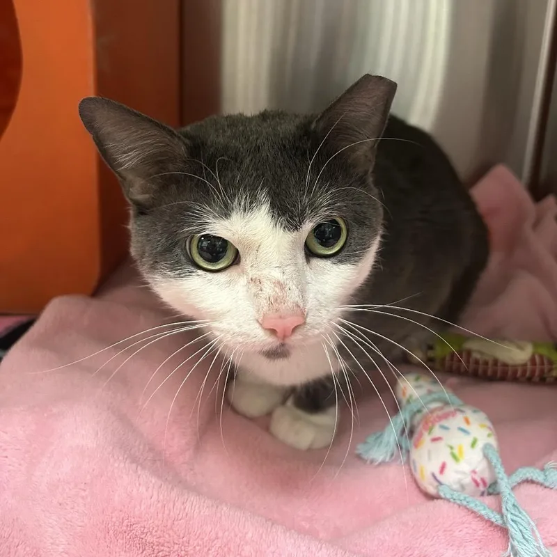 An adult large-sized male Gray / Blue / Silver Domestic Short Hair cat named Remi for adoption in Waukesha, WI