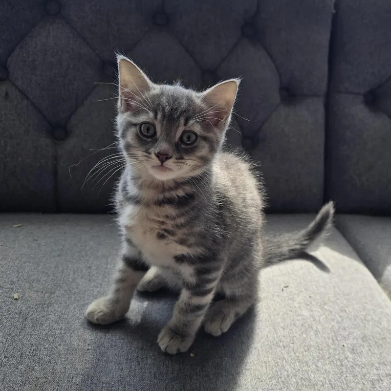 A baby small-sized male Gray / Blue / Silver Domestic Short Hair cat named Glaze for adoption in Danbury, CT
