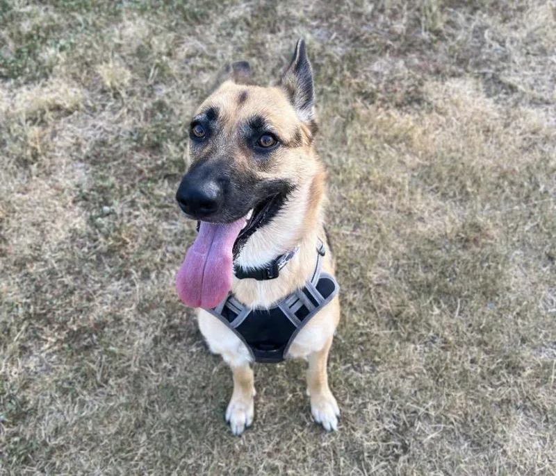 An adult medium-sized female German Shepherd Dog dog named Daisy for adoption in canyon lake, TX