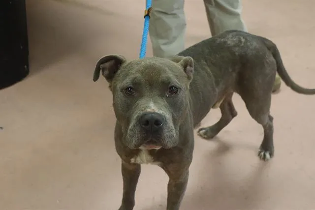 An adult large-sized male Mixed Breed dog named Edward for adoption in Columbia, SC