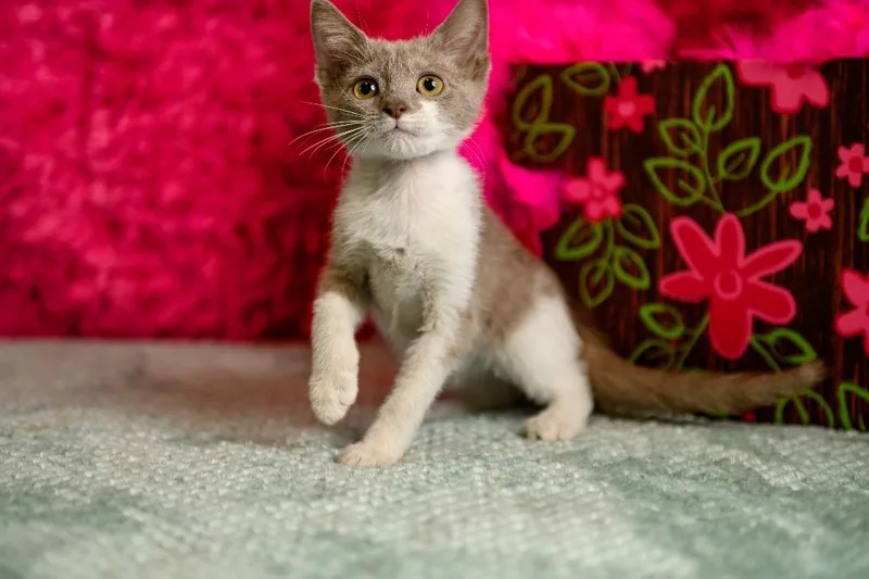 A baby small-sized female Domestic Short Hair cat named Linley for adoption in Roanoke, TX