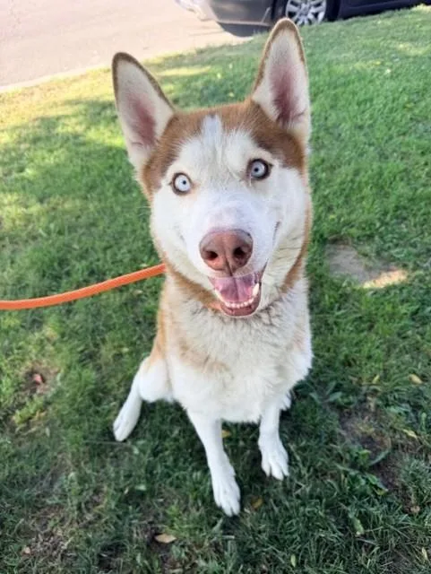 An adult medium-sized male Husky dog named Titan for adoption in Ontario, CA