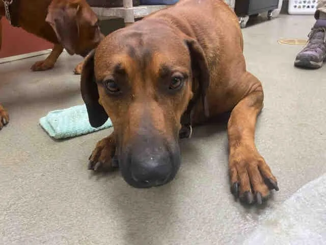 An adult medium-sized male Rhodesian Ridgeback dog named Grumpy for adoption in Carlsbad, CA