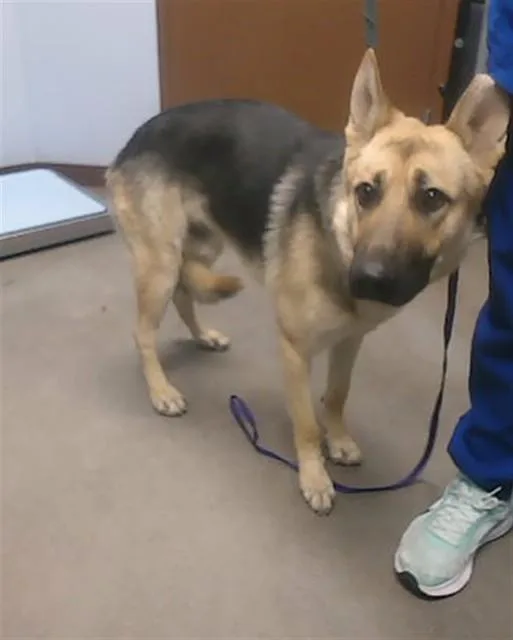 A young large-sized male German Shepherd Dog dog named Atlas for adoption in Phoenix, AZ