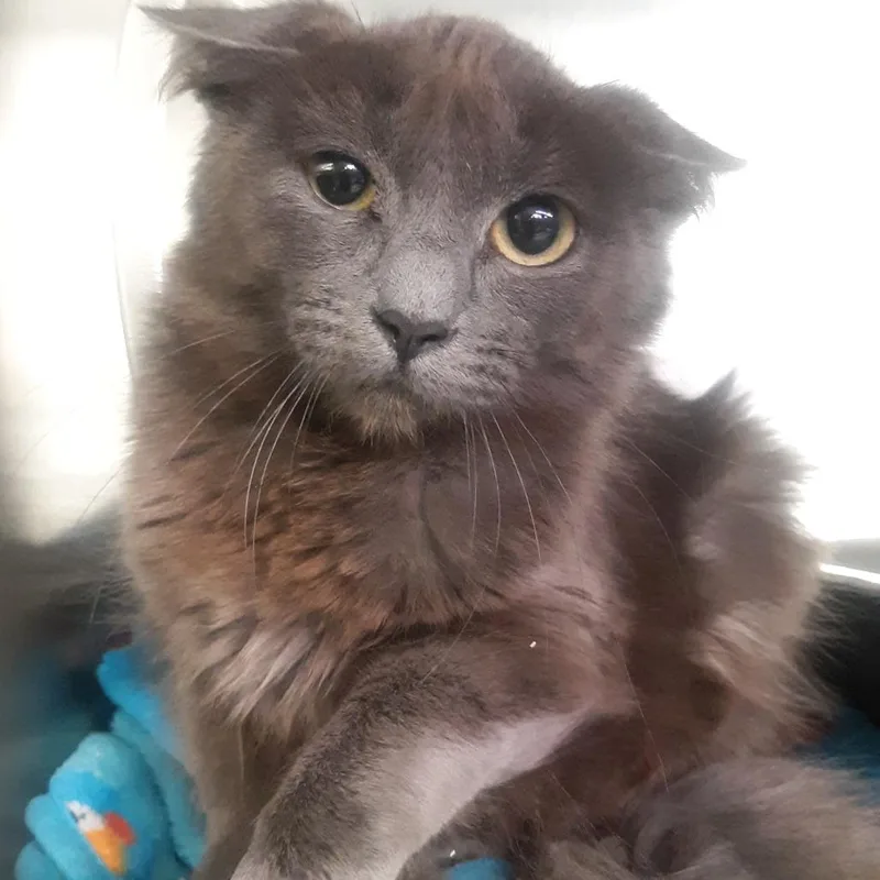 A young small-sized female Gray / Blue / Silver Domestic Short Hair cat named Shifter for adoption in Spokane, WA