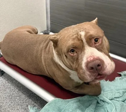 An adult large-sized male Mixed Breed dog named Meat And Potatoes for adoption in West Chester, PA