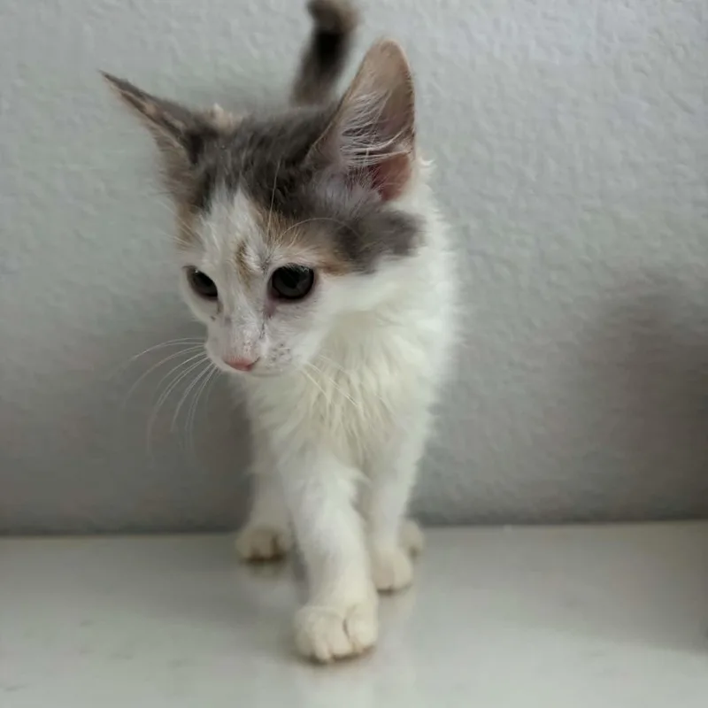 A baby small-sized female Dilute Calico cat named Spice for adoption in Antioch, CA