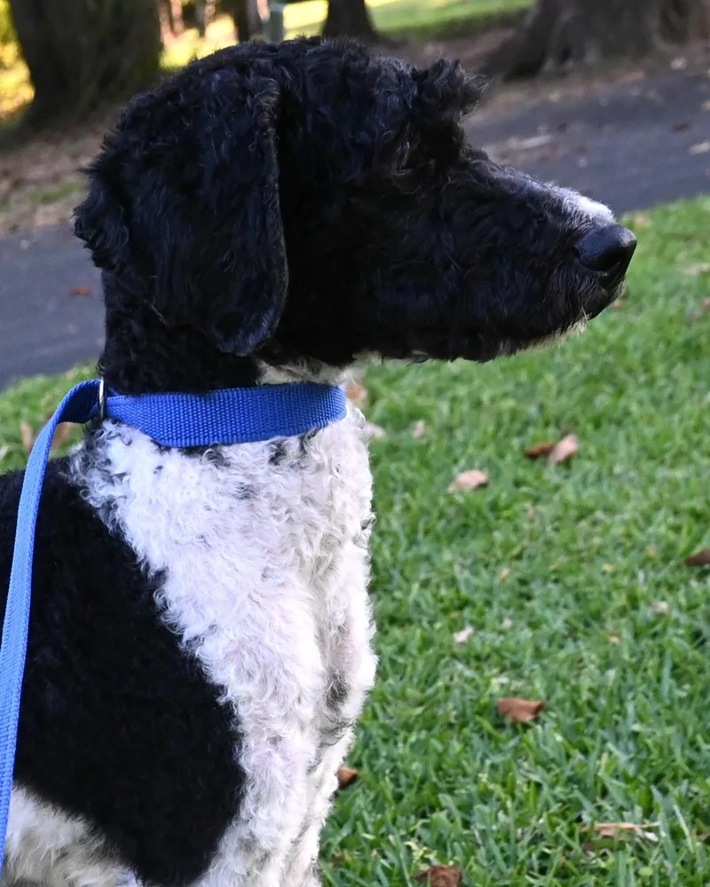 A young medium-sized female Standard Poodle dog named Daisy Lou. for adoption in Mobile, AL