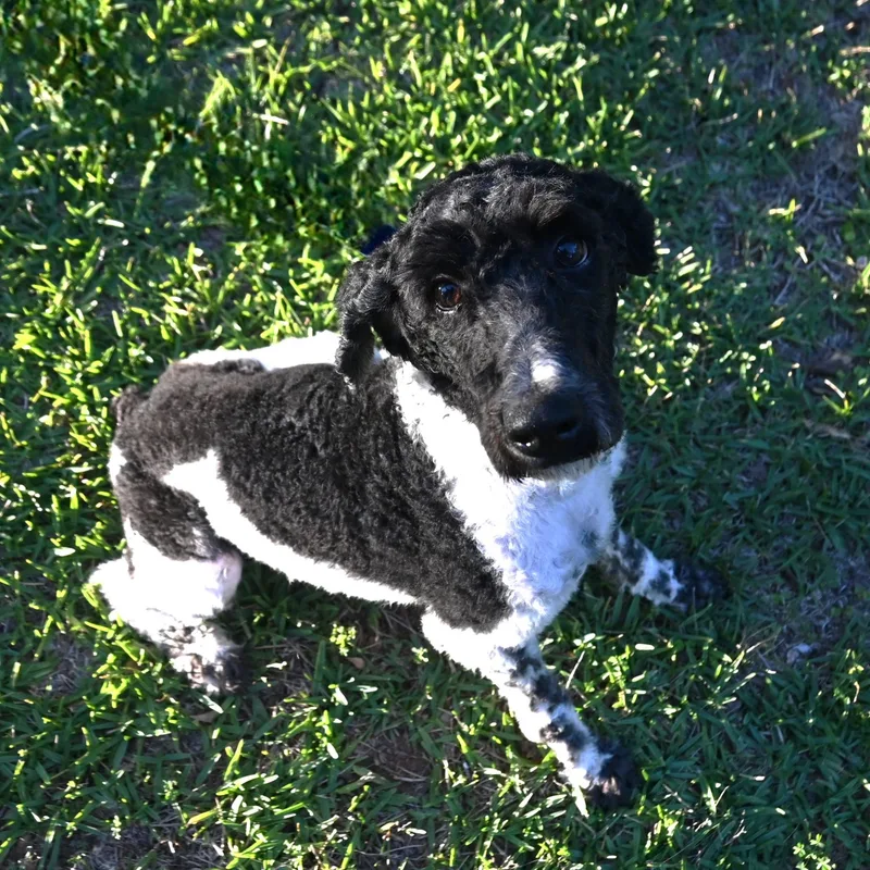 Daisy Lou. thumbnail 2