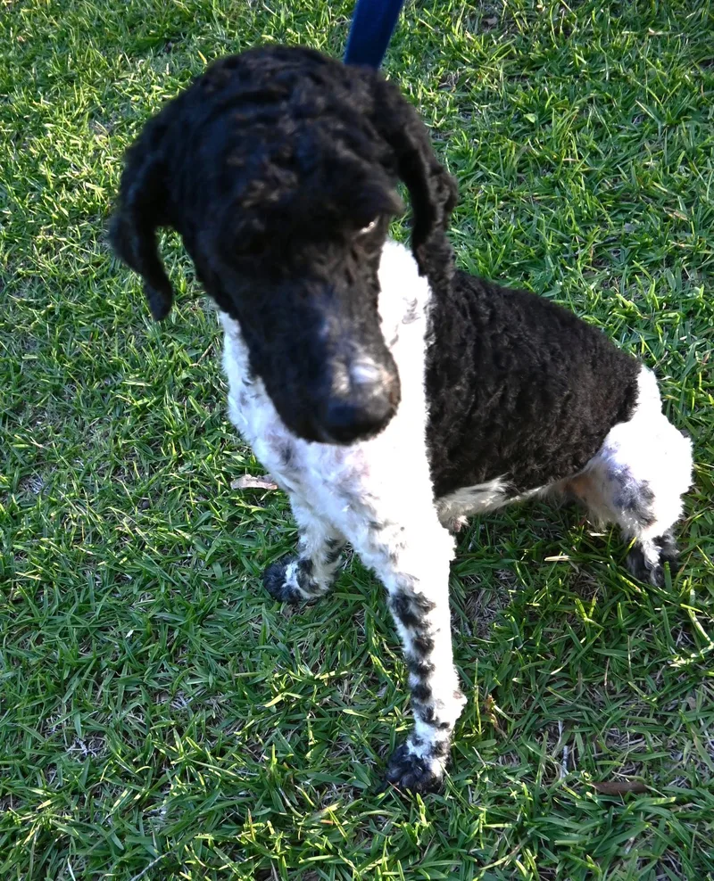 Daisy Lou. thumbnail 3