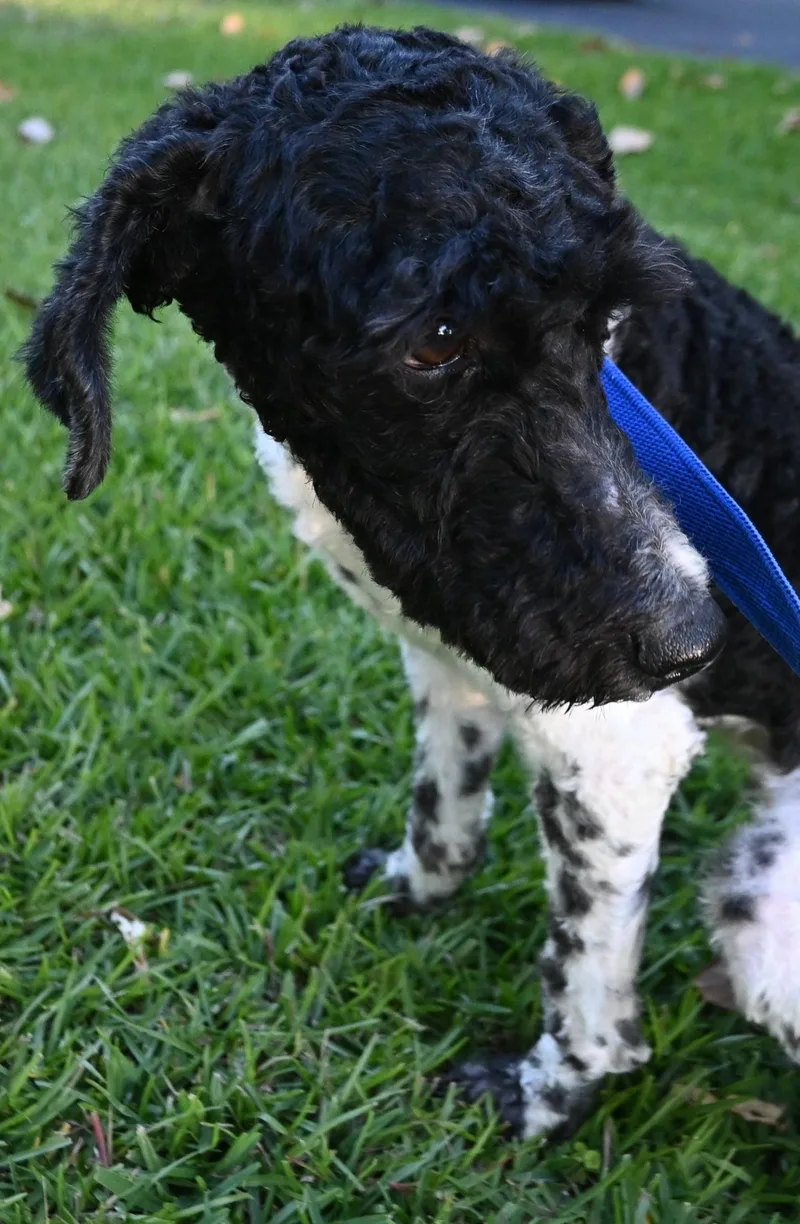 Daisy Lou. thumbnail 4