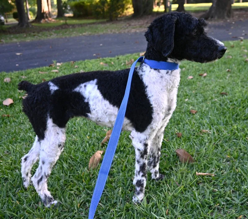 Daisy Lou. thumbnail 5