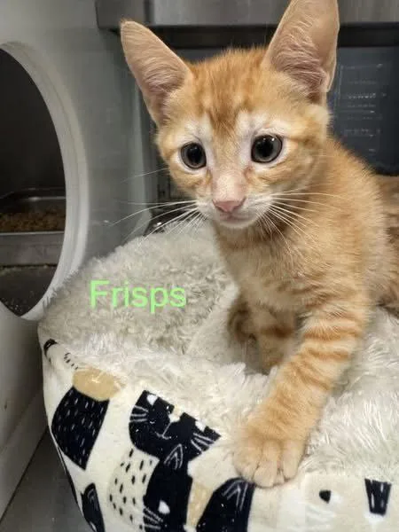 A baby medium-sized female Orange / Red Domestic Short Hair cat named Frisps for adoption in Hilton Head Island, SC