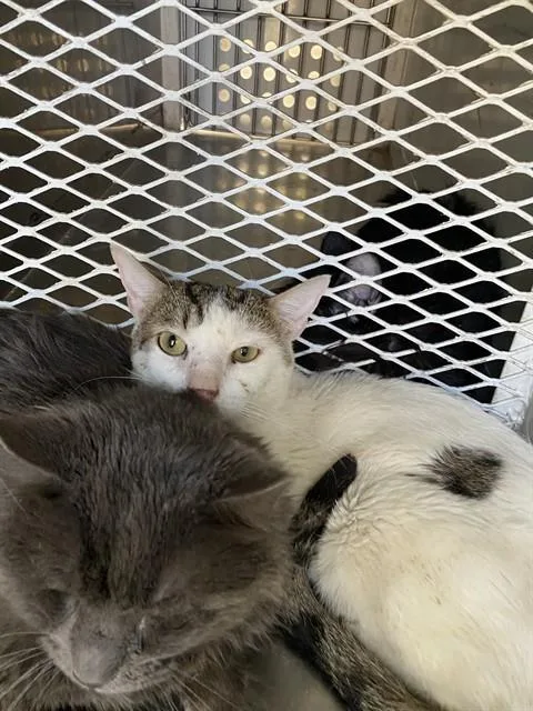 A young medium-sized female Domestic Long Hair cat named Snow White for adoption in Bakersfield, CA