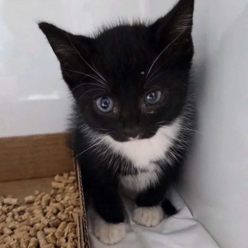 Sylvester