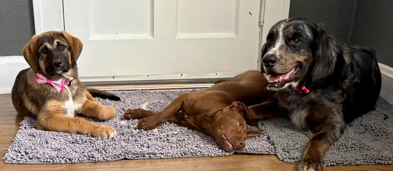 Milkshake thumbnail 3