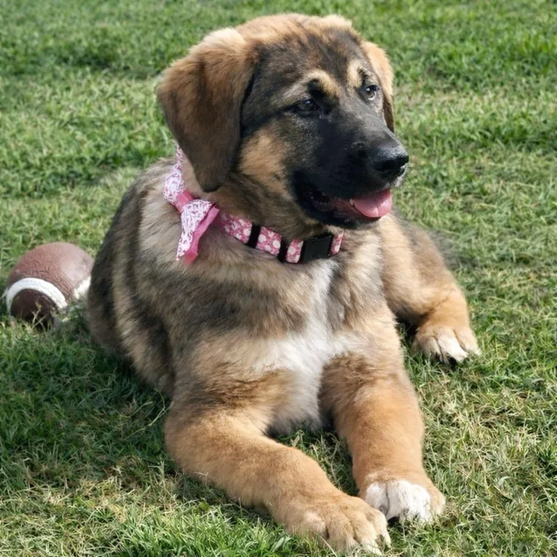 Milkshake thumbnail 4