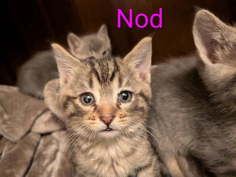 A baby small-sized female Brown / Chocolate Domestic Short Hair cat named Nod for adoption in Poplar Grove, IL