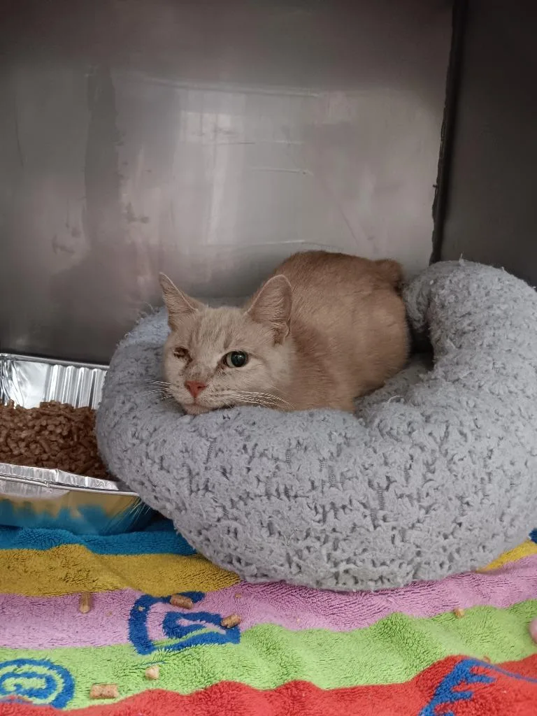 A young medium-sized female Domestic Short Hair cat named Ryla for adoption in New Braunfels, TX