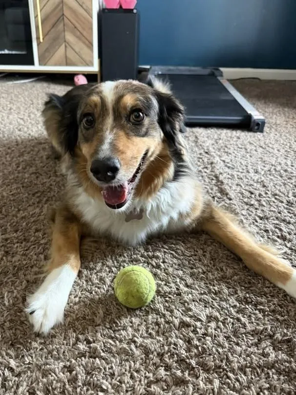 An adult medium-sized female Sable Australian Shepherd dog named Sable for adoption in Alexandria, VA