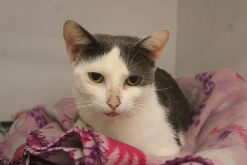 An adult medium-sized female Gray & White Domestic Short Hair cat named Hokey Pokey Smokey for adoption in Chestertown, MD