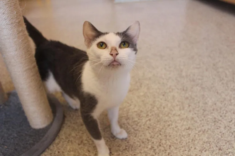 Hokey Pokey Smokey thumbnail 4