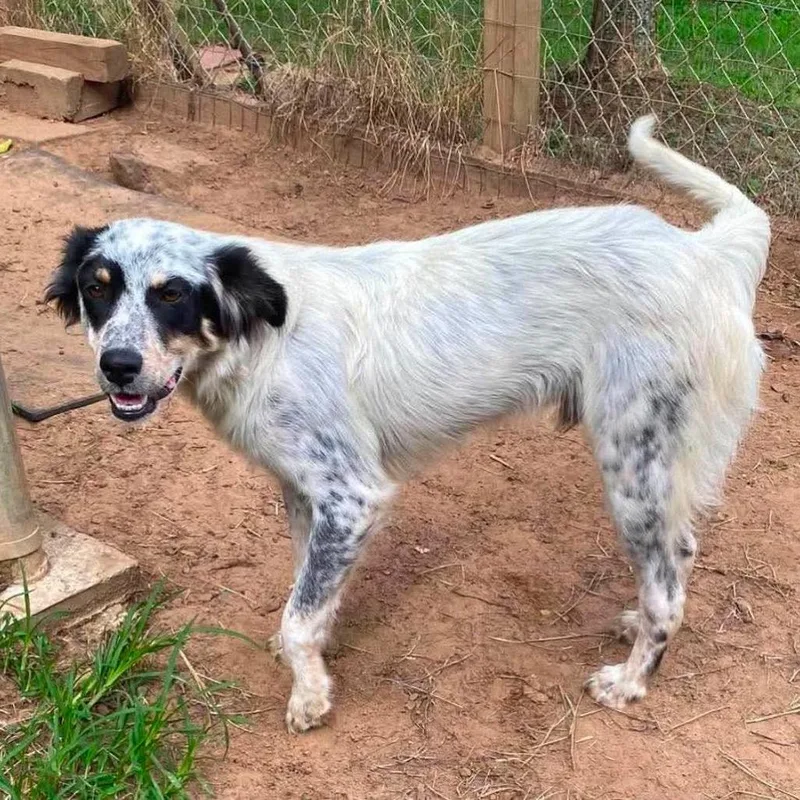 A young medium-sized male White / Cream Australian Shepherd dog named Bolt for adoption in Hackett, AR