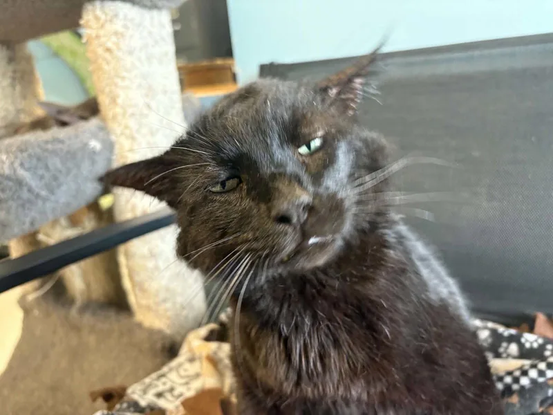 An adult medium-sized male Black Domestic Short Hair cat named Nightshade for adoption in Champaign, IL