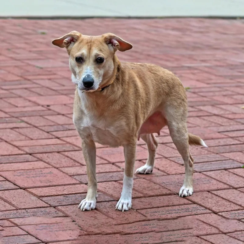 An adult small-sized female Yellow Labrador Retriever dog named Lucille for adoption in Arlington Heights, IL