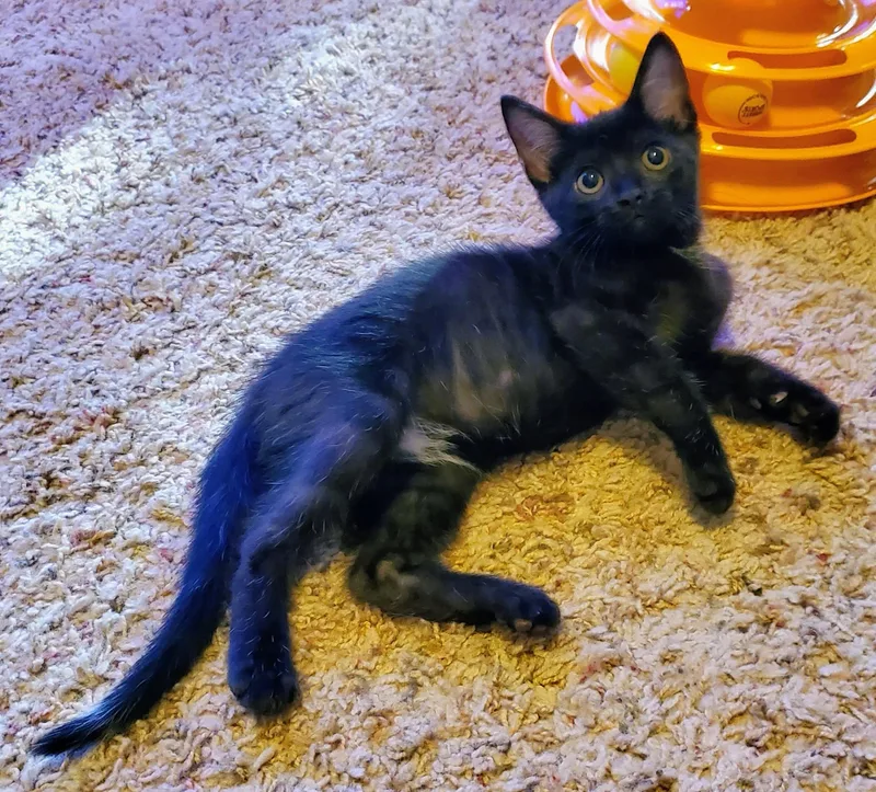 A baby small-sized male Black Domestic Short Hair cat named Ragnar for adoption in Sedalia, MO