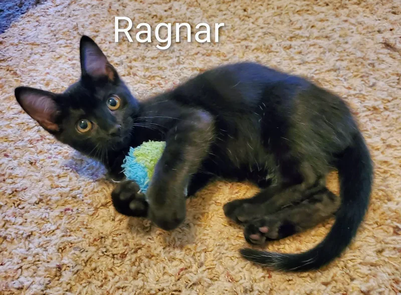 Ragnar thumbnail 2