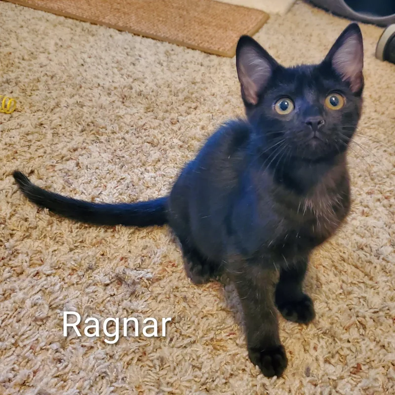Ragnar thumbnail 3