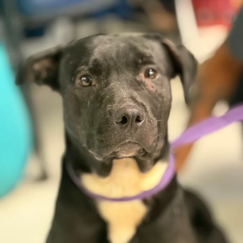 An adult medium-sized female Black Mixed Breed dog named Fiona for adoption in Lake Jackson, TX