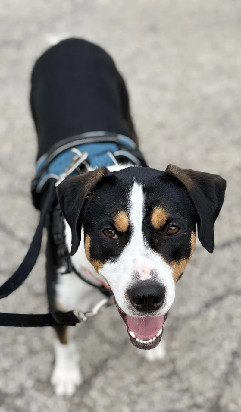 Buddy