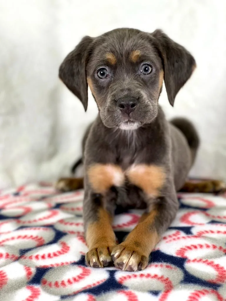 A baby medium-sized female Hound dog named Sandlot Litter  Wendy for adoption in Savage, MN