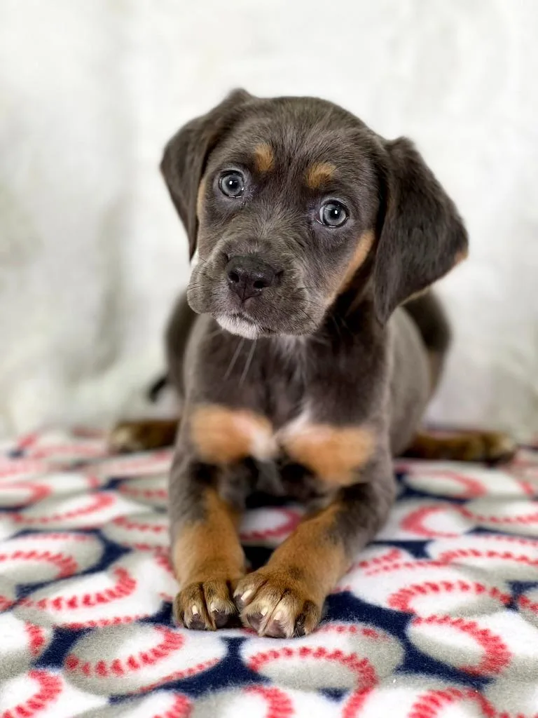 Sandlot Litter  Wendy thumbnail 2