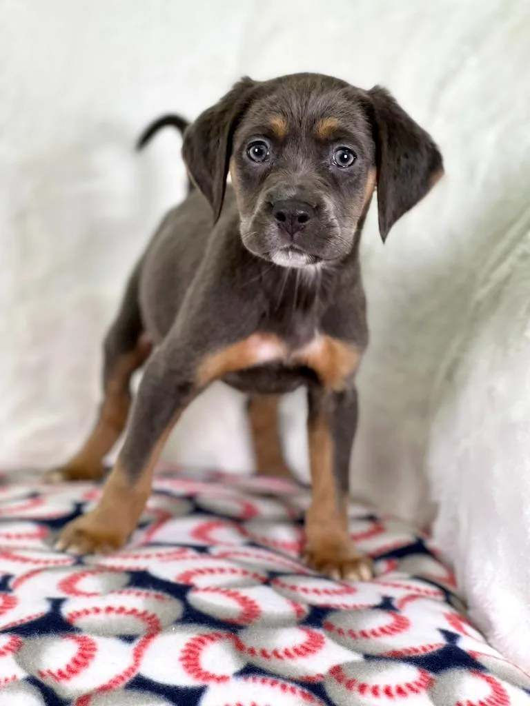 Sandlot Litter  Wendy thumbnail 3